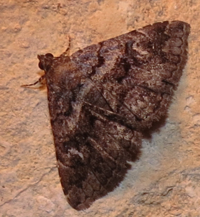 moth