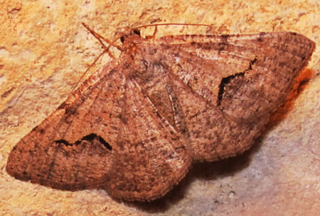 moth