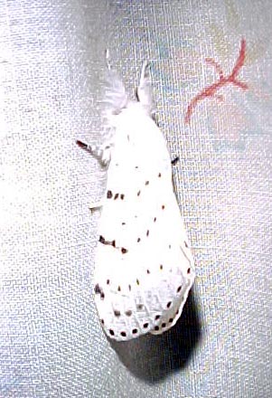 moth