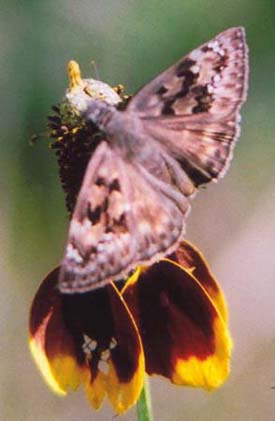 Mournful Duskywing
