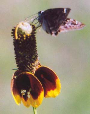 Mournful Duskywing