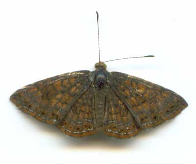 Metalmark