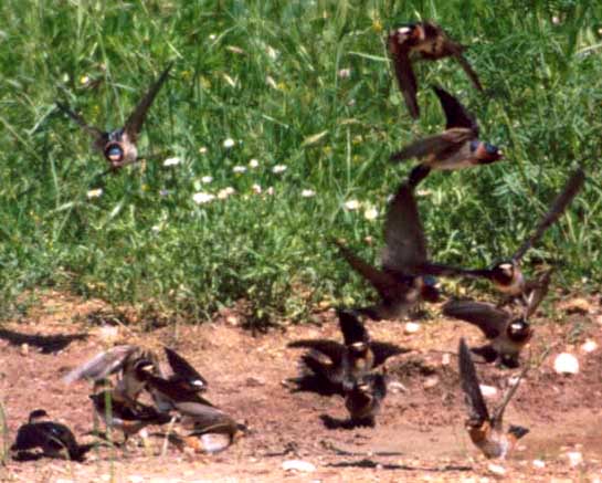 Cave Swallow