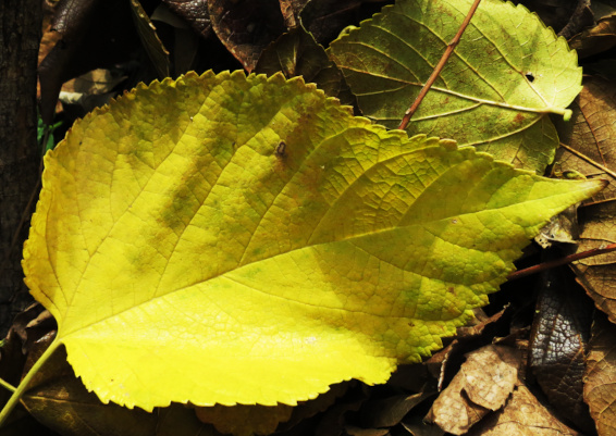mulberry