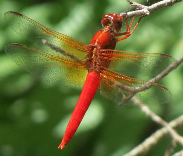 Neon Skimmer