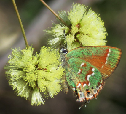 olivejuniperhairstreak