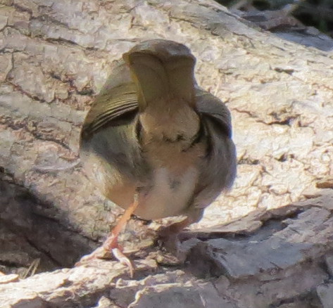 Olive Sparrow