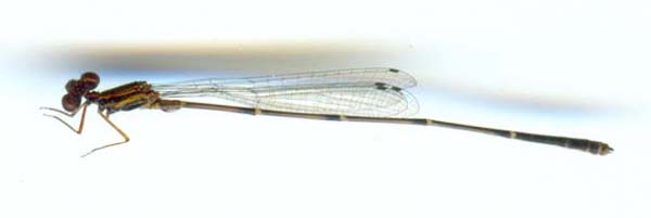 Orange-striped Threadtail