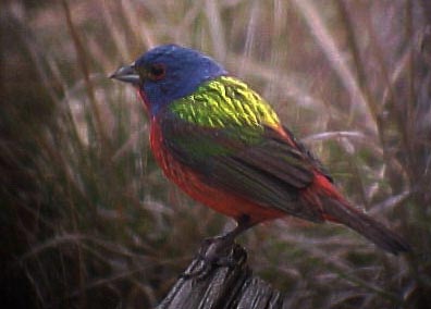 Painted Bunting