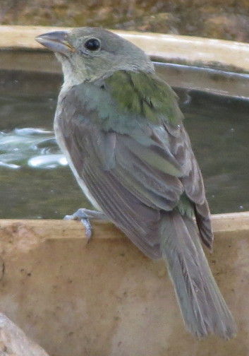 Painted Bunting