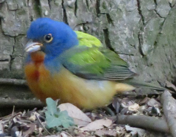paintedbunting