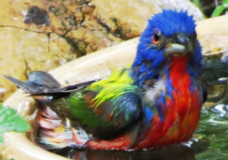 Painted Bunting