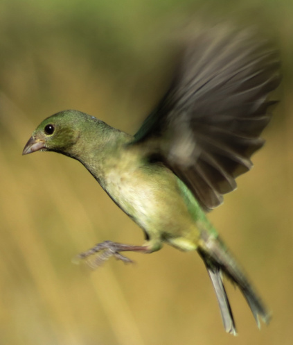 Painted Bunting