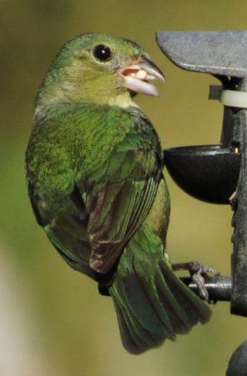 Painted Bunting