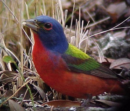 Painted Bunting