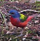 Painted Bunting