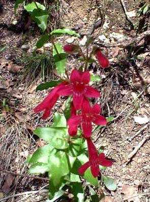 Penstemon