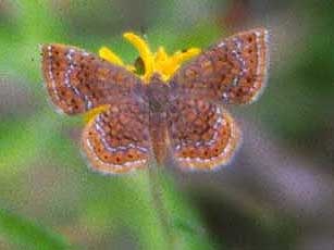 Rounded Metalmark