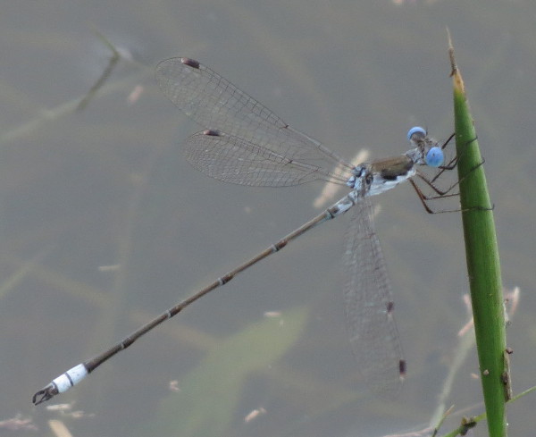 Plateau Spreadwing