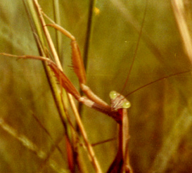 Praying Mantis