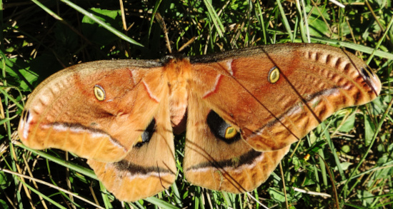 polyphemusmoth