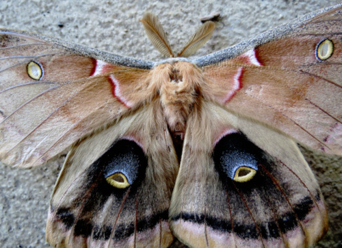 polyphemusmoth