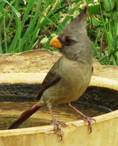 pyrrhuloxia