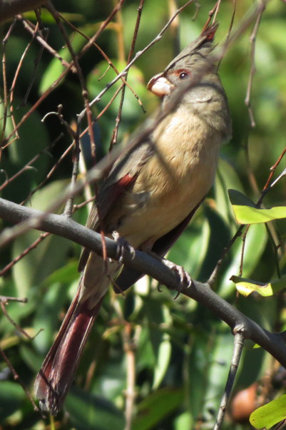 Pyrrhuloxia