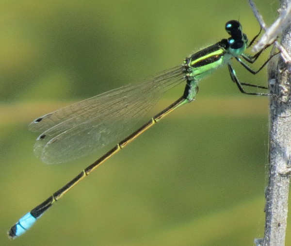 Rambur's Forktail