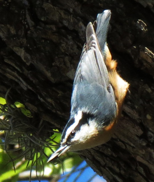 Red-breasted Nuthatch