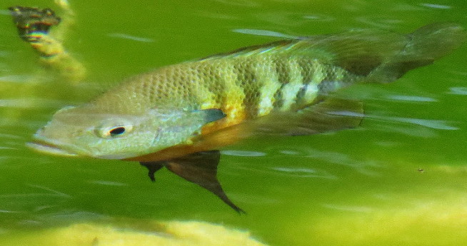 redbreastedsunfish