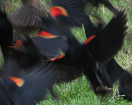 Red-winged Blackbird