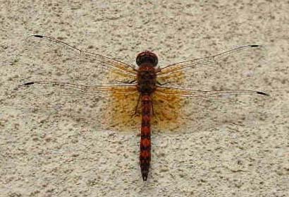 Red Rock Skimmer