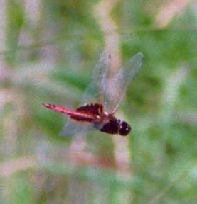 Red Saddlebags