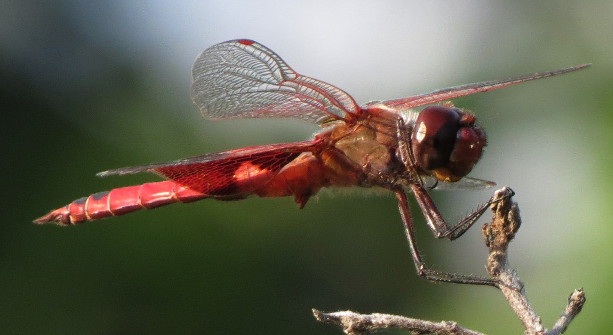 Red Saddlebags