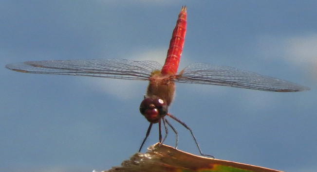 Red-tailed Pennant