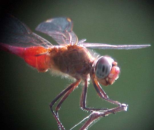 Red-tailed Pennant