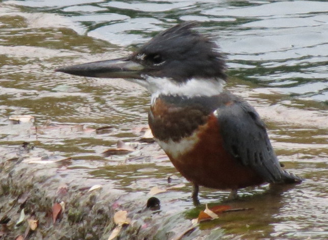 ringedkingfisher