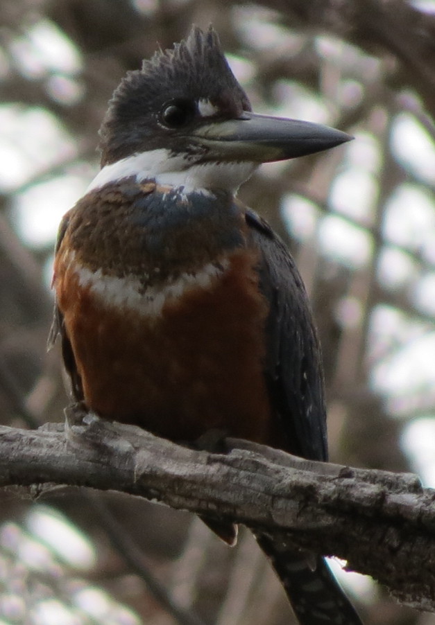 Ringed Kingfisher
