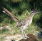 Roadrunner