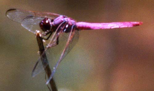 Roseate Skimmer