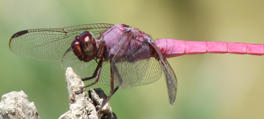 Roseate Skimmer
