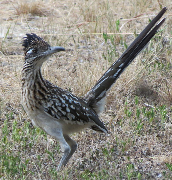 Roadrunner