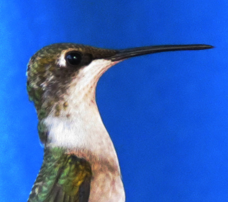 Ruby-throated Hummingbird