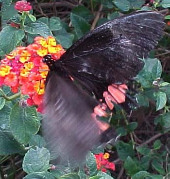 Ruby-spotted Swallowtail