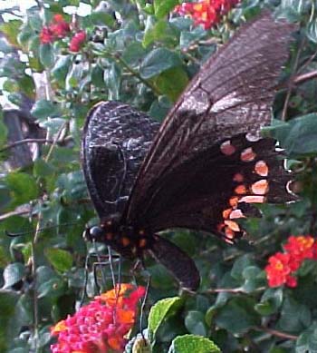 Ruby-spotted Swallowtail