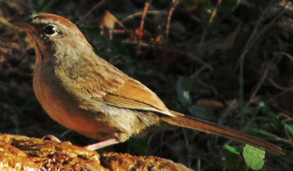 Rufous-crowned Sparrow