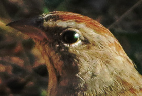 Rufous-crowned Sparrow