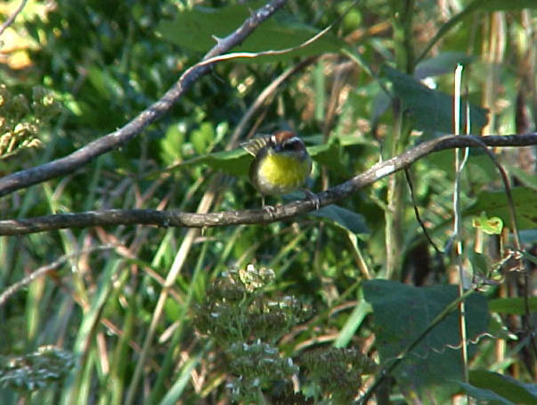 Rufous-capped Warbler