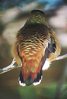 Rufous Hummingbird